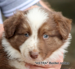 Red Tricolour MALE border collie puppy